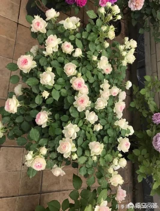 有哪些花友必備的月季花品種可以推薦下？(圖37)