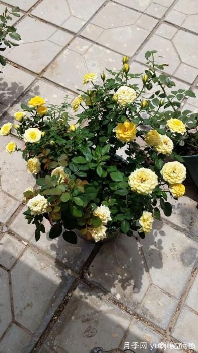 有哪些花友必備的月季花品種可以推薦下？(圖41)
