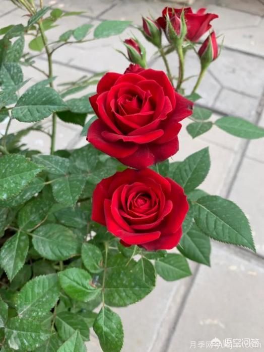 有哪些花友必備的月季花品種可以推薦下？(圖39)