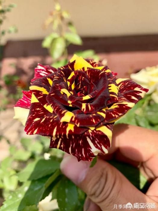 有哪些花友必備的月季花品種可以推薦下？(圖43)