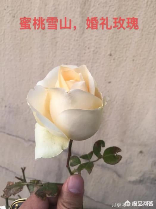 有哪些花友必備的月季花品種可以推薦下？(圖42)