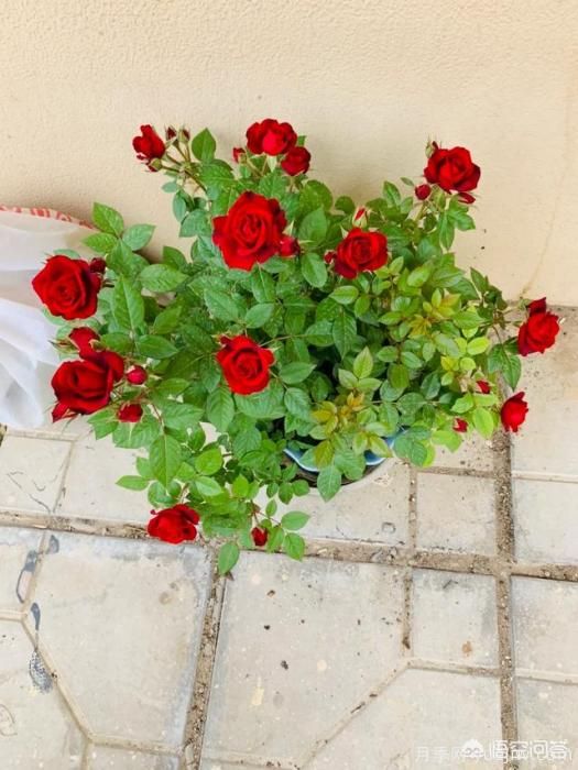 有哪些花友必備的月季花品種可以推薦下？(圖38)