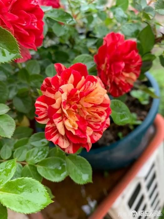 有哪些花友必備的月季花品種可以推薦下？(圖47)