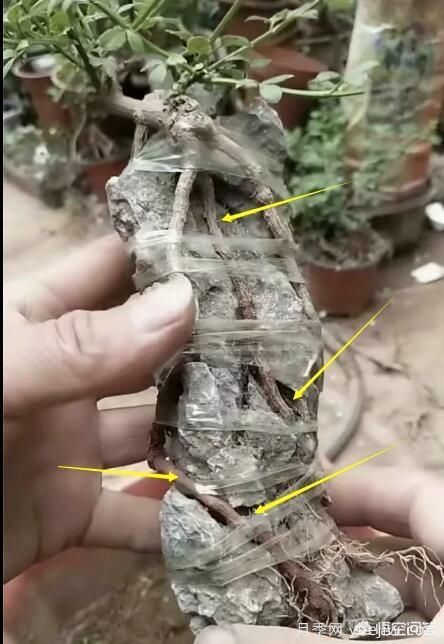什么是山水盆景？山水盆景的形式有哪些？(圖7)