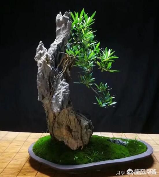什么是山水盆景？山水盆景的形式有哪些？(圖9)