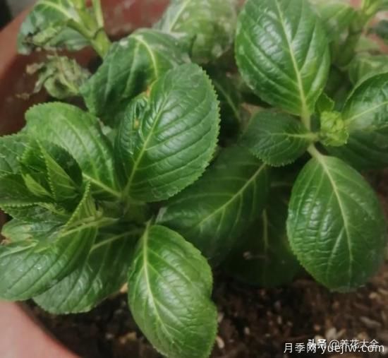 繡球花葉子小是怎么回事？(圖1)