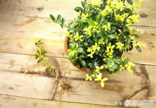 哪些樹種可以做街道綠化樹種？(圖20)