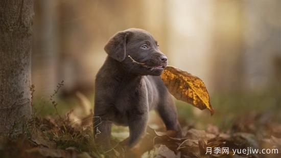 白玫瑰，粉玫瑰，紅玫瑰分別代表什么意思？(圖1)