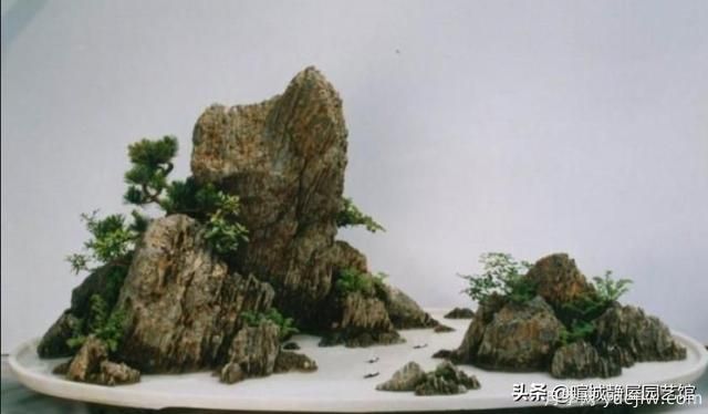 什么是山水盆景？山水盆景的形式有哪些？(圖4)