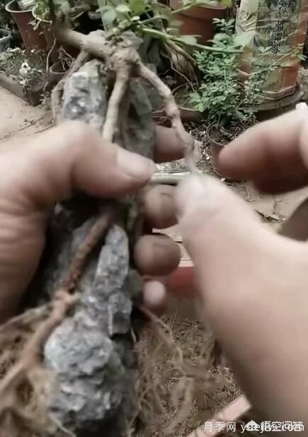 什么是山水盆景？山水盆景的形式有哪些？(圖6)