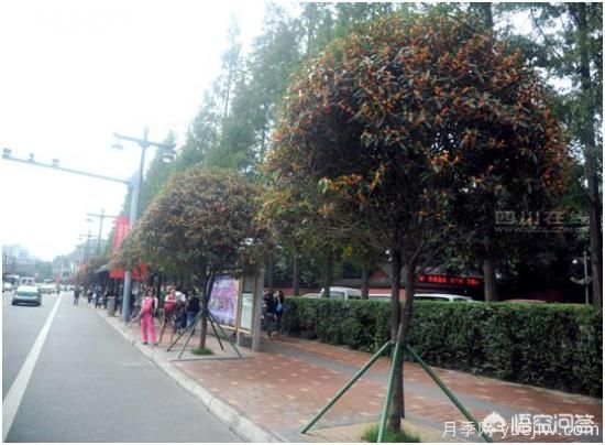 哪些樹種可以做街道綠化樹種？(圖2)