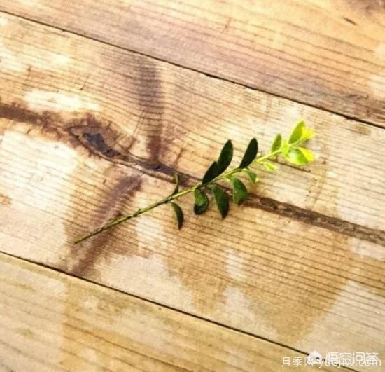 哪些樹種可以做街道綠化樹種？(圖10)
