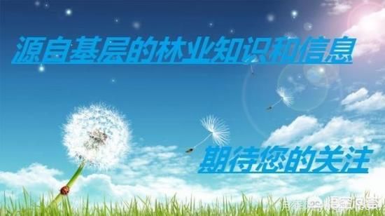 哪些樹種可以做街道綠化樹種？(圖4)