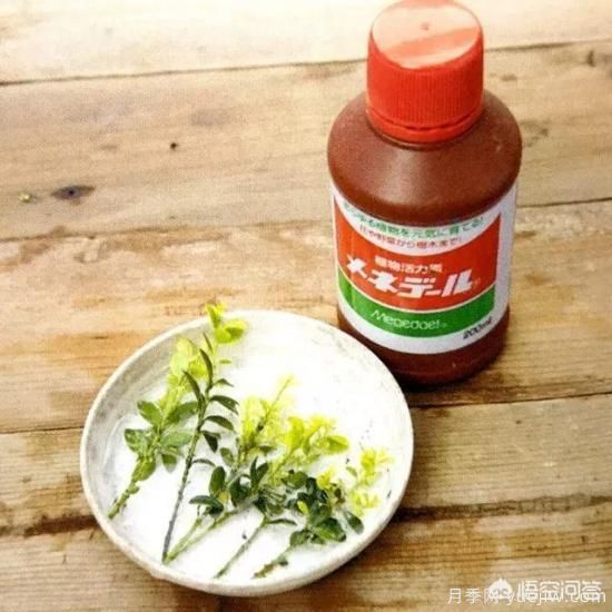 哪些樹種可以做街道綠化樹種？(圖11)