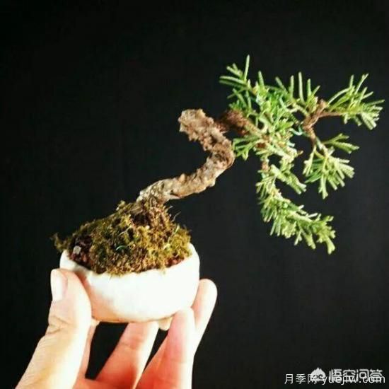 哪些樹種可以做街道綠化樹種？(圖7)