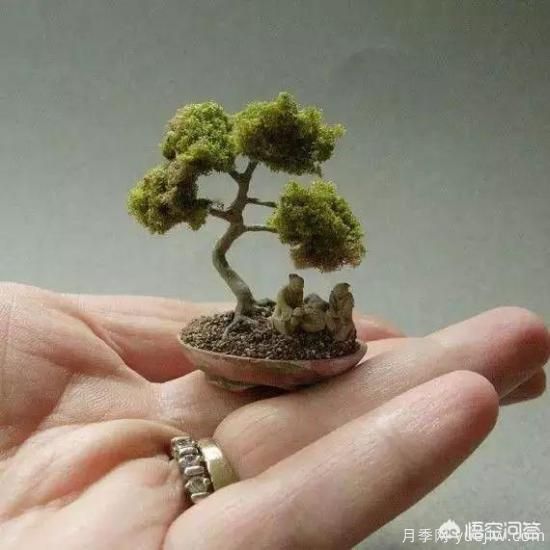 哪些樹種可以做街道綠化樹種？(圖5)