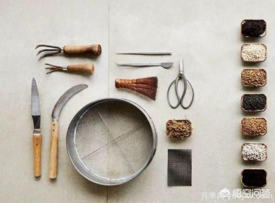 哪些樹種可以做街道綠化樹種？(圖8)