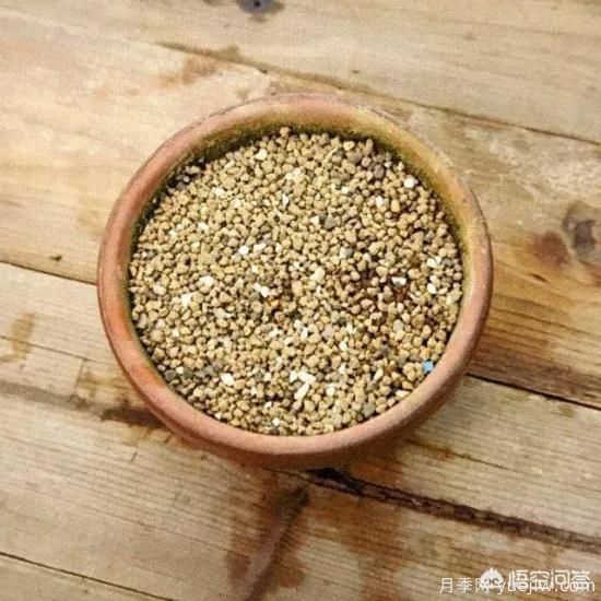 哪些樹種可以做街道綠化樹種？(圖12)