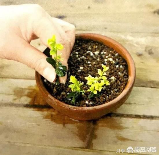 哪些樹種可以做街道綠化樹種？(圖16)