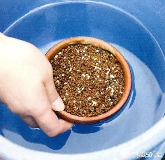 哪些樹種可以做街道綠化樹種？(圖13)