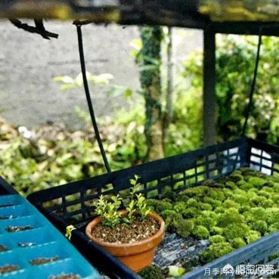 哪些樹種可以做街道綠化樹種？(圖19)