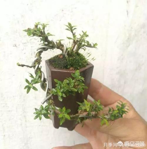 哪些樹種可以做街道綠化樹種？(圖21)