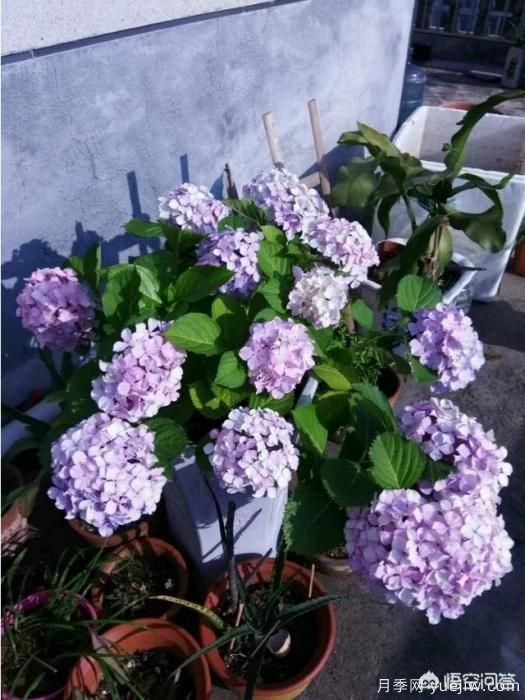 繡球花葉子小是怎么回事？(圖8)