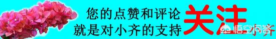 繡球花葉子小是怎么回事？(圖9)