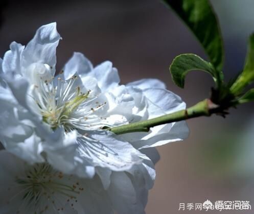 紅葉碧桃算是果樹還是綠化樹？(圖2)