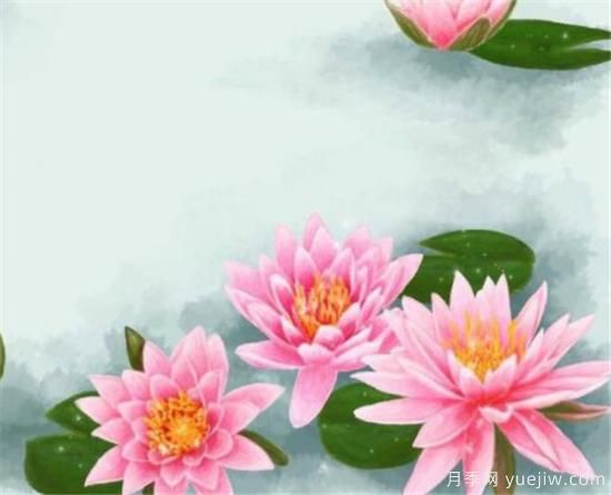整理關(guān)于描寫荷花的詩(shī)句 贊美荷花的作文介紹(圖2)