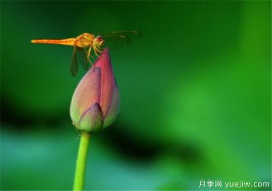 整理關(guān)于描寫荷花的詩(shī)句 贊美荷花的作文介紹(圖1)