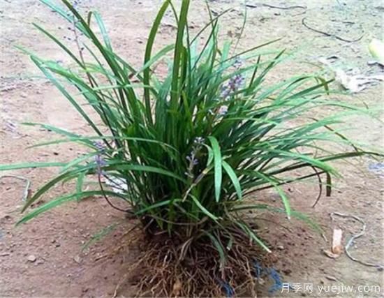麥冬草如何繁殖 麥冬草種植方法和技術(圖1)