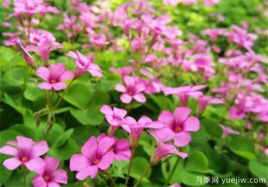 紅花酢漿草幾月份開花 紅花酢漿草的花語(yǔ)和寓意(圖2)