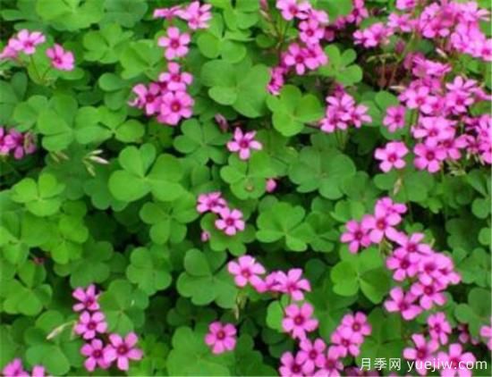 紅花酢漿草幾月份開花 紅花酢漿草的花語(yǔ)和寓意(圖1)