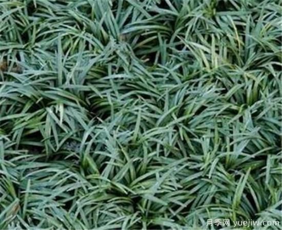 麥冬草如何繁殖 麥冬草種植方法和技術(圖3)