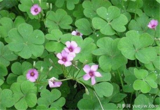 紅花酢漿草幾月份開花 紅花酢漿草的花語(yǔ)和寓意(圖3)