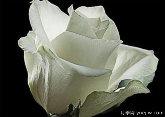 11朵、33朵、66朵白玫瑰代表的什么意思(圖3)