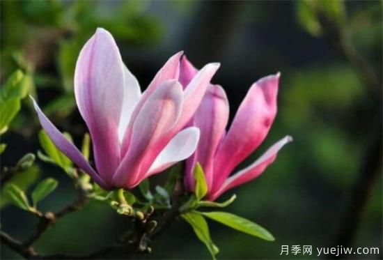 南陽紫玉蘭近期價(jià)格 2021年紫玉蘭基地報(bào)價(jià)(圖2)