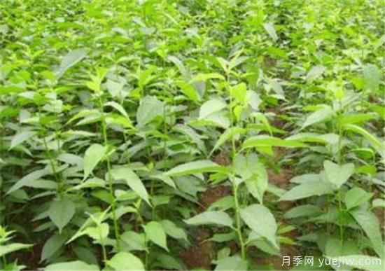 山茱萸苗批發(fā)價(jià)格 山茱萸的樹是什么樣子(圖1)