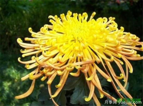 中國(guó)國(guó)花是什么 哪些是代表中國(guó)的花(圖8)
