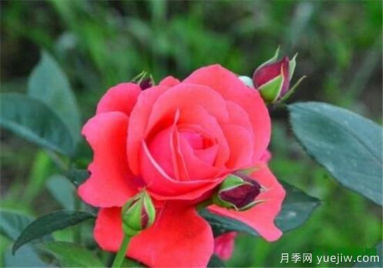 中國(guó)國(guó)花是什么 哪些是代表中國(guó)的花(圖6)