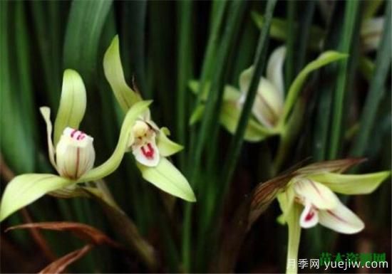 中國(guó)國(guó)花是什么 哪些是代表中國(guó)的花(圖7)
