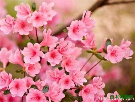 中國(guó)國(guó)花是什么 哪些是代表中國(guó)的花(圖5)