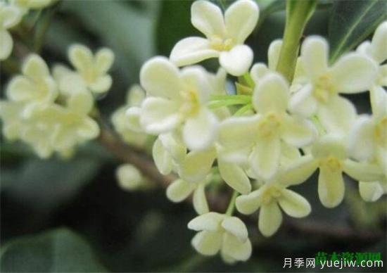 中國(guó)國(guó)花是什么 哪些是代表中國(guó)的花(圖2)