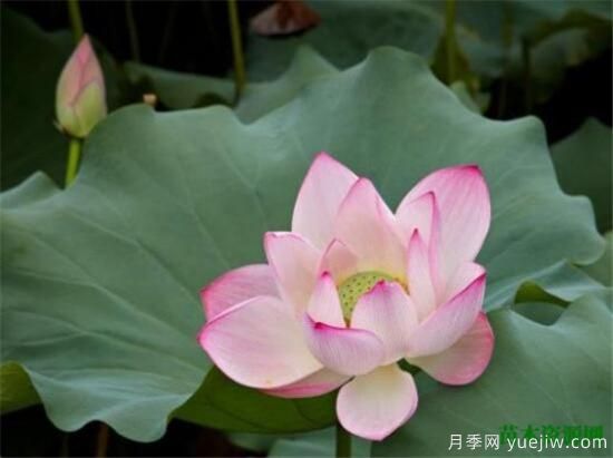 中國(guó)國(guó)花是什么 哪些是代表中國(guó)的花(圖3)