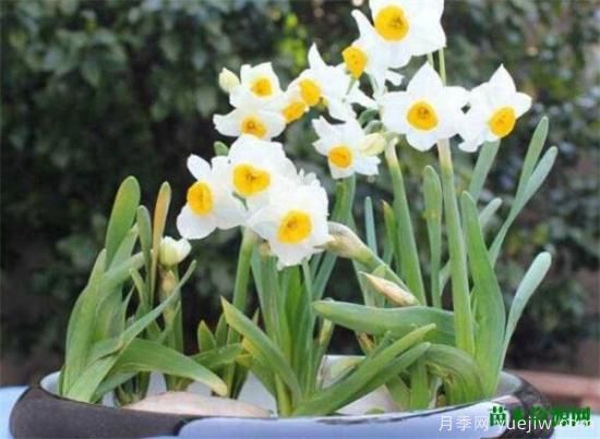 中國(guó)國(guó)花是什么 哪些是代表中國(guó)的花(圖1)