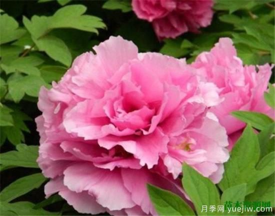 中國(guó)國(guó)花是什么 哪些是代表中國(guó)的花(圖9)