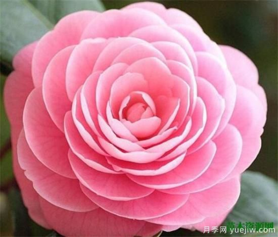 中國(guó)國(guó)花是什么 哪些是代表中國(guó)的花(圖4)