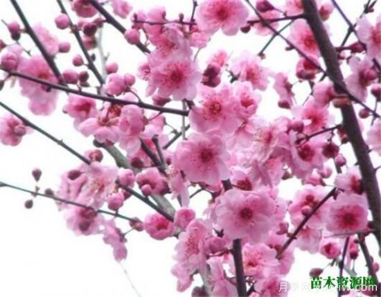 中國(guó)國(guó)花是什么 哪些是代表中國(guó)的花(圖10)
