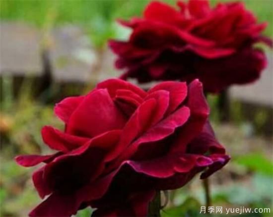路易十四玫瑰什么時(shí)候開花 路易十四玫瑰的花語(yǔ)寓意(圖3)